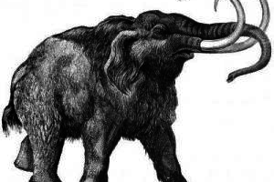 Najstarszy mamut świata znaleziony w Dolnej Austrii.